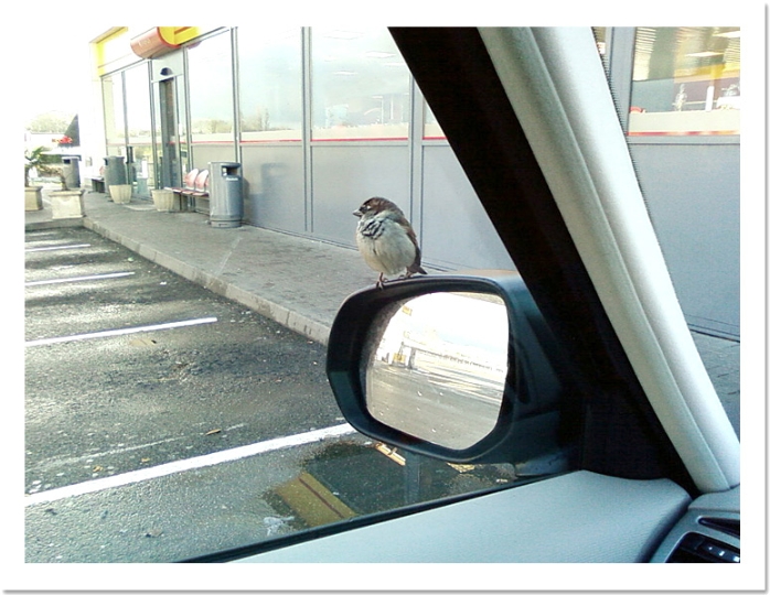 SP_A0275.jpg - Sur la route, lors d'une pause pipi, un p'tit coucou d'un oiseau qui n'était pas un coucou